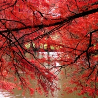 Red Autumn Trees