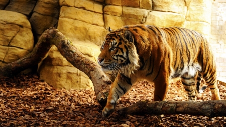 Lone tiger - felina, leopard, pantera, leoaica