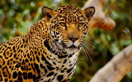 Leopard - felina, leopard, un, de colectie