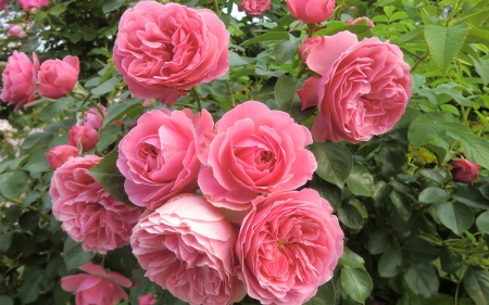 Pink Roses - blossoms, petals, leaves, garden, flower