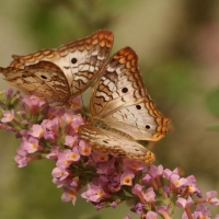 Amazing Butterflies