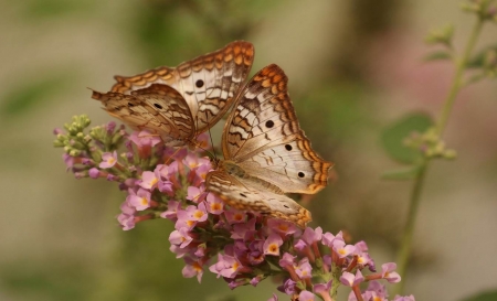 Amazing Butterflies - nature, animals, beautiful, flowers, butterflies