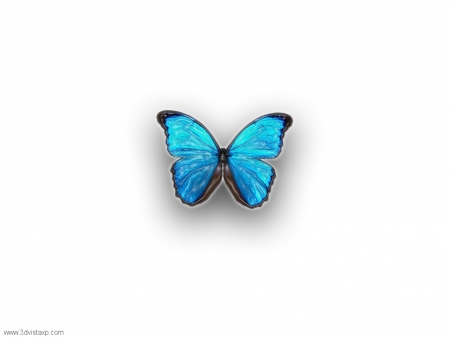 White & Blue - white, butterfly, abstract, blue