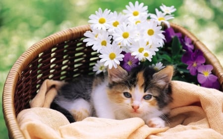 Cute Kitten - flowers, cute, abstract, kitten