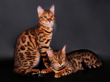 Bengal Cat Couple - pisici, bengaleze, frumoase, feline