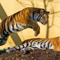 Tigers playing