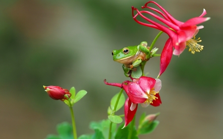 Green Frog - animals, frog, flower, beautiful