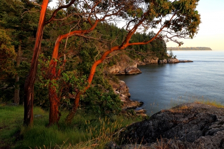 River - Tress, Canada, River, Forest, Rocks