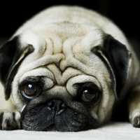 MY NAME IS MR PUGS