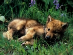 CUTE WOLF  PUP