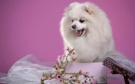 Puppy - white, puppy, spitz, dog, animal, sweet, cute, flower