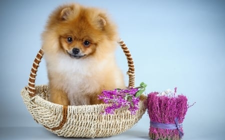 Puppy - basket, spitz, dog, pink, blue, animal, cute, flower, lavender