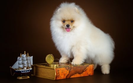 Puppy - decoration, ship, dog, spitz, orange, toy, fluffy, white, animal, cute, puppy