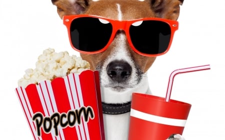 Ready for a great movie - dog, drink, popcorn, white, animal, funny, red, cute, caine, puppy, sunglasses