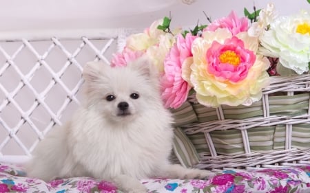 Puppy - puppy, basket, rose, white, spitz, pink, dog, animal, cute