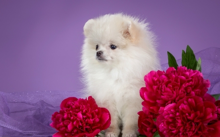 Puppy - dog, spitz, flower, pink, fluffy, peony, white, animal, purple, red, puppy