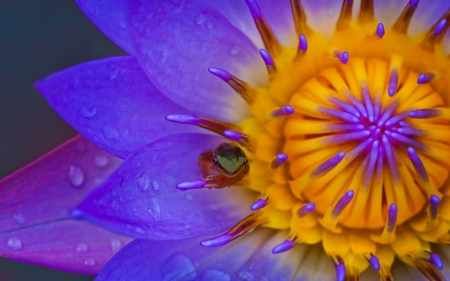 Lotus - lotus, close-up, yellow, purple, macro, flower