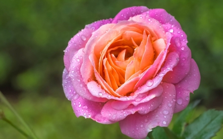 Rose - flower, rose, pink, orange, green