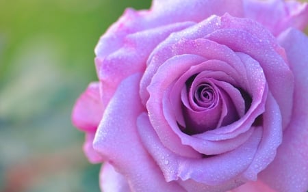 Rose - purple, green, macro, rose, pink