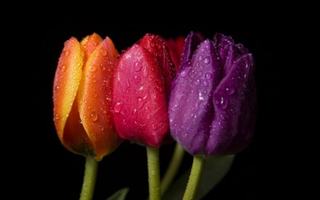 Tulips - red, flower, purple, black, tulip, orange