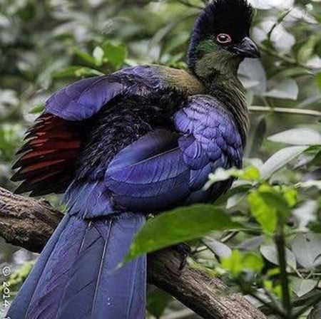 Paradise Bird - amazing, wonderful, trees, bird