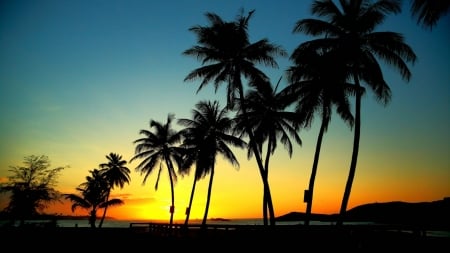 Palm Trees in Sunset - sky, beach, palm trees, sunset