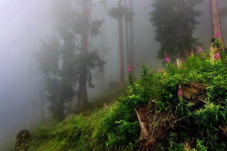 Misty forest - trees, mist, nature, woods, forest, beautiful, fog, flowers, grass