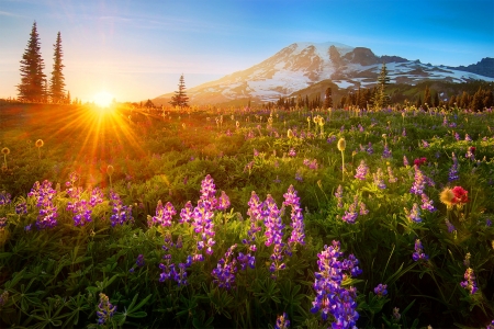 Mountain meadow lit by the sun - morning, rays, sky, mountain, hills, sun, meadow, sunset, nature, glow, beautiful, grass, lupin, sunrise, wildflowers