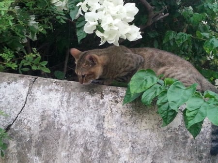 Cat on a Fence - street, cats, look, fence