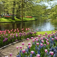 Ashikaga Flower Park, Japan