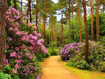 Spring Forest - blossoms, path, trees, firs