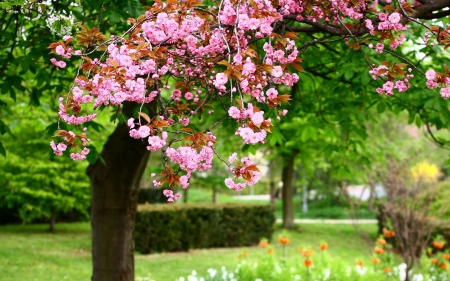 Spring Flower Park - blooming, trees, hedge, leaves, grass