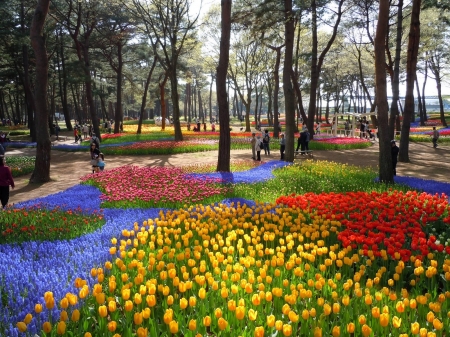 Spring Flower Park - trees, blossoms, petals, tulips, colors, path