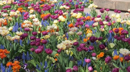 Spring Flowers - blossoms, hyacinths, tulips, colors