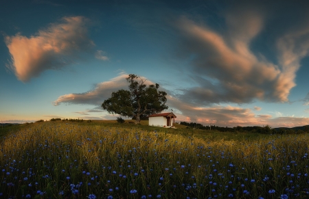 Nature - nature, sky, tree, clouds