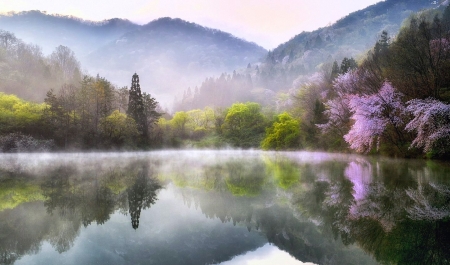 Nature - nature, sky, trees, pink