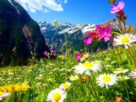 Mountain wildflowers - hills, beautiful, grass, freshness, mountain, wildflowers, nature, sky, rocks