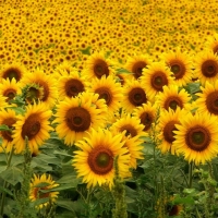 Sunflowers