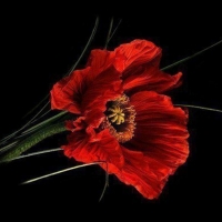 Gorgeous Red Poppy