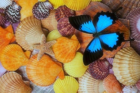 Butterfly on Shells - animals, shells, summer, starfish, love four seasons, butterfly, colors, butterfly designs, lovely still life