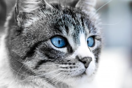 Cat - white, moon, cat, blue eyes, animal, black