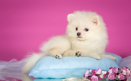 Puppy - flower, animal, pink, cute, sweet, puppy, spitz, blue, white, fluffy, dog