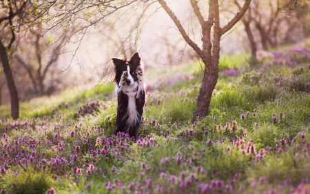 1,2,3,4... - puppy, funny, black, spring, white, dog, animal, tree, cute, flower, border collie, friend