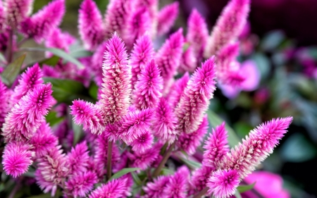 Flowers - nature, green, flower, pink