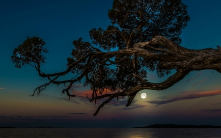 Full moon - nature, branch, blue, full moon, night, luna, tree