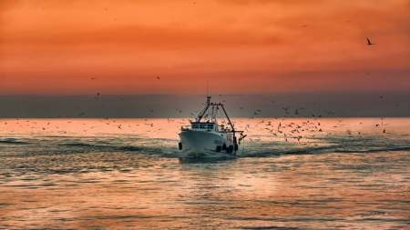 Beautiful Sunset - dawn, sea, seagulls, boat