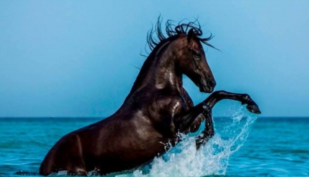 Happy - summer, horse, ocean, happy