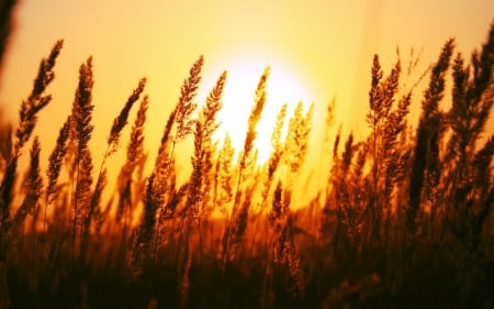 Summer Sunset - field, summer, sunset, sun