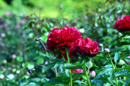 Peony - leaves, petals, red, spring