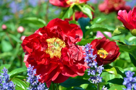 Colorful Spring - blossoms, red, petals, blue, peony, leaves